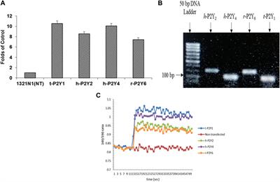 Synthesis, structure-activity relationships and biological evaluation of benzimidazole derived sulfonylurea analogues as a new class of antagonists of P2Y1 receptor